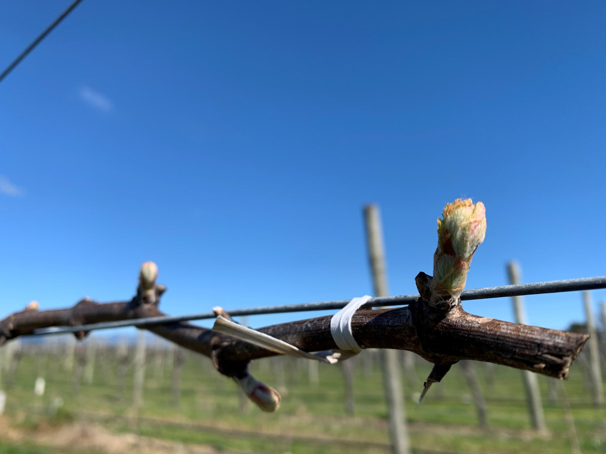 Spring Update - Viticultre