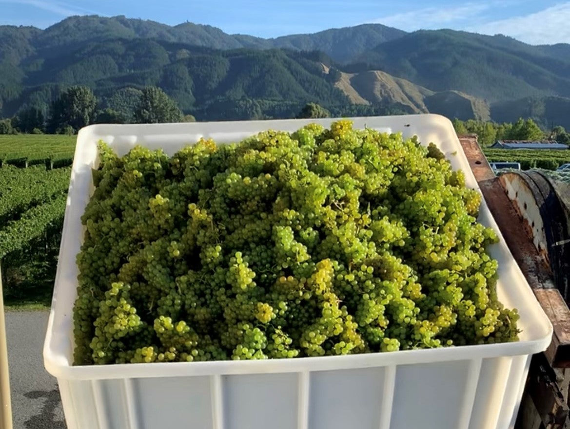 Autumn Update - Winery