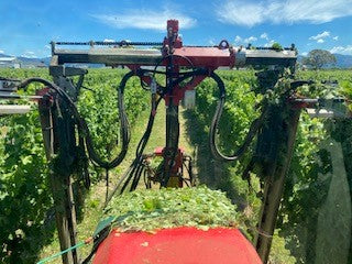 Autumn Update - Viticulture